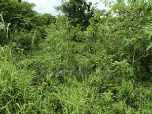 25 Acres Farm Land for Sale at Aputuogya Bekwai Road.