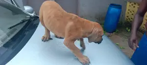 1-3 months Male Purebred Boerboel