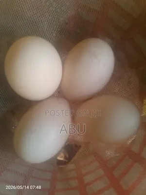 Fresh Local Hens Eggs for Selle