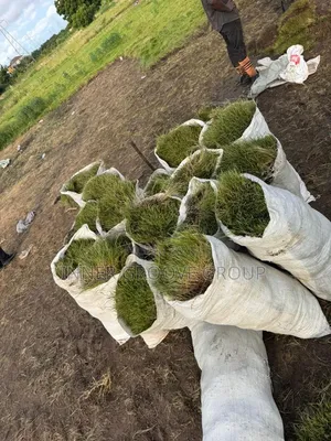Carpet Grass