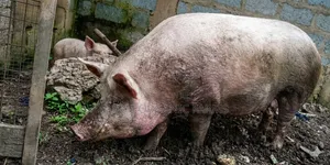 220kg Pig Available