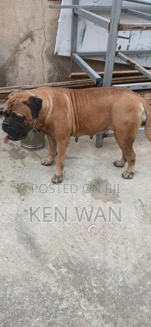 1+ year Female Purebred Bullmastiff