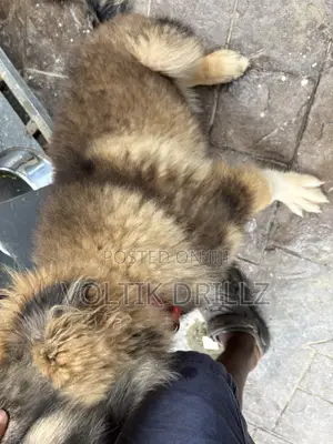 3-6 months Male Purebred Caucasian Shepherd