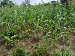 4bdrm House in Appiah Kubi Jerry, Akuapim North for sale