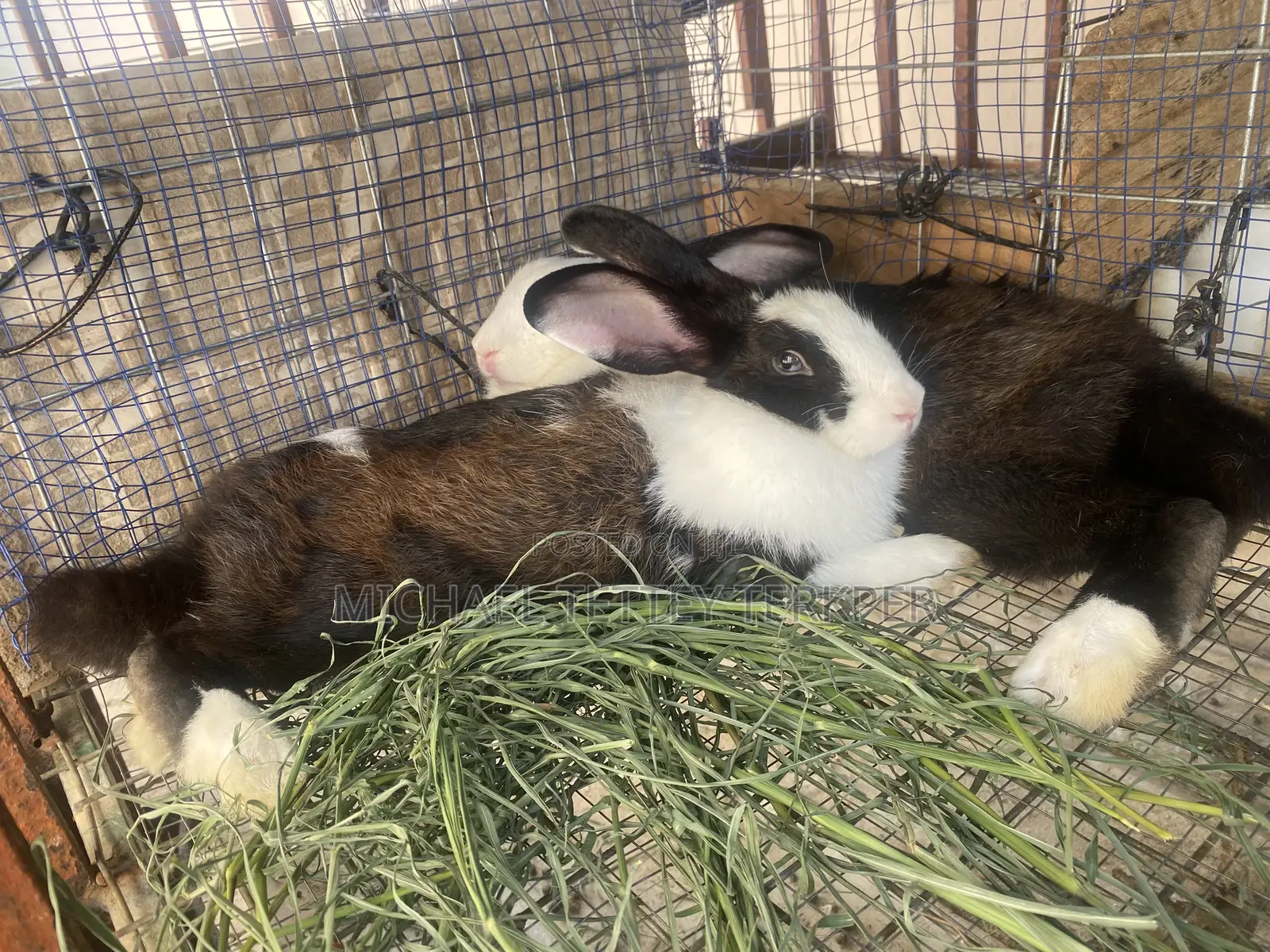 Rabbit For Sale