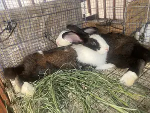 Rabbit For Sale
