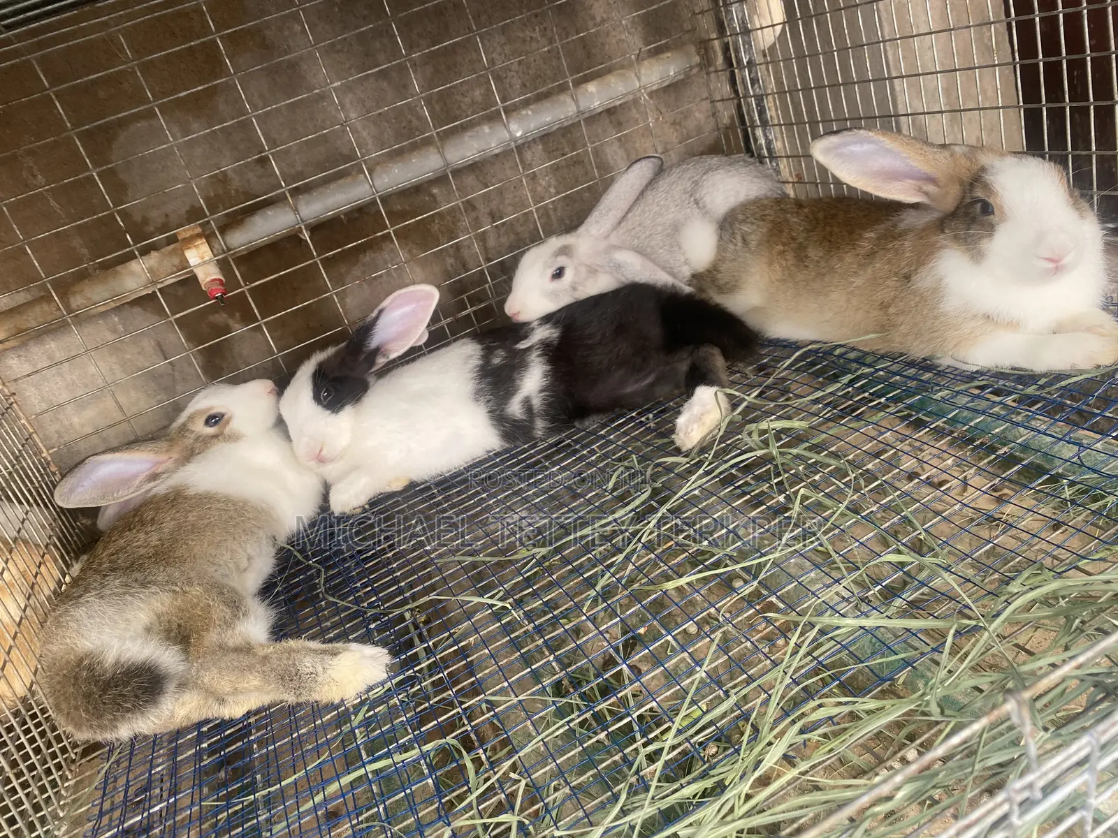 Rabbit For Sale