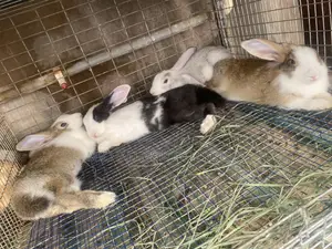 Rabbit For Sale