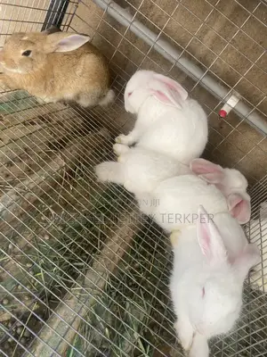 Rabbit For Sale