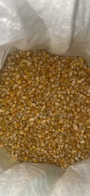 Yellow Maize