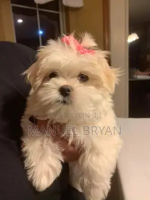 3-6 months Female Purebred Maltese