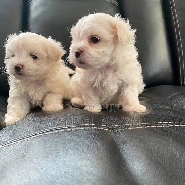 3-6 months Female Purebred Maltese