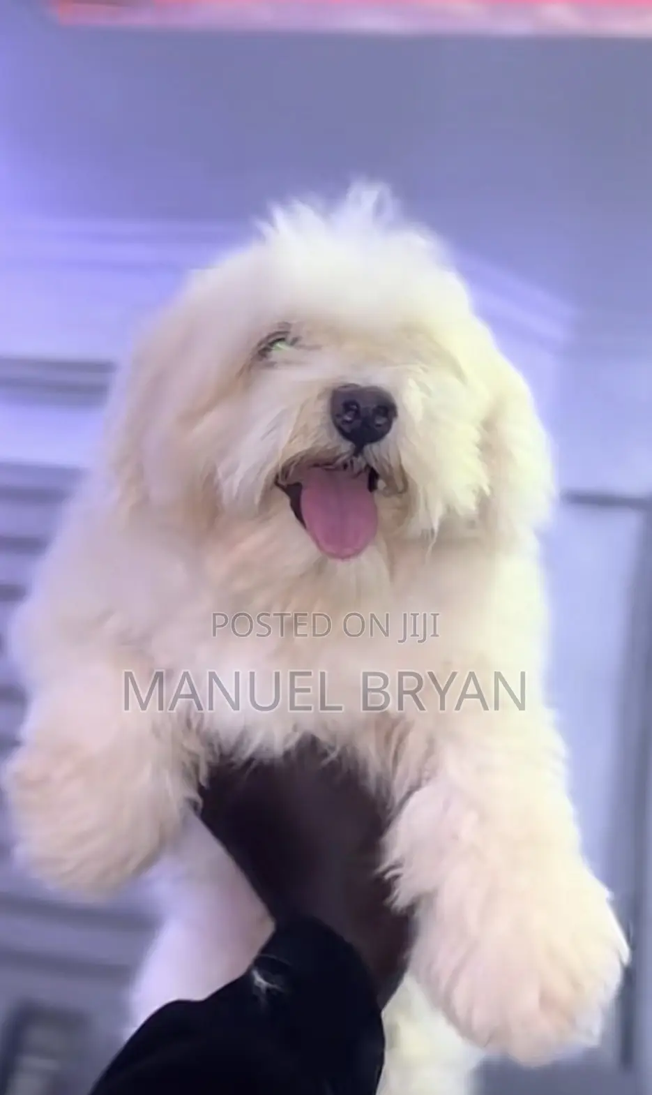 3-6 months Female Purebred Maltese