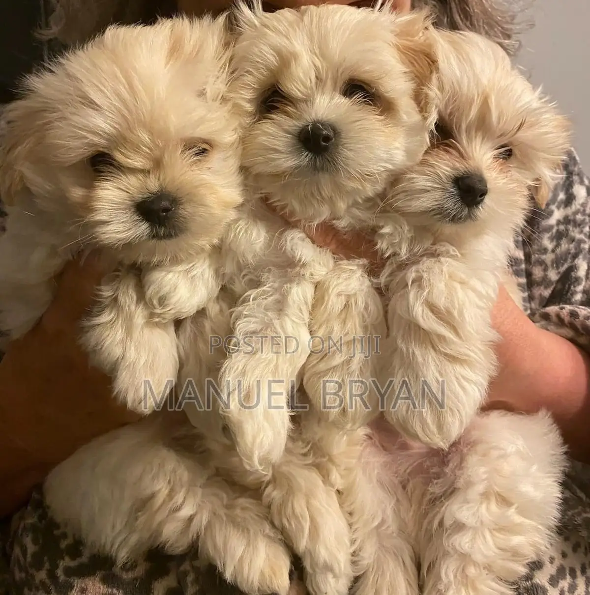 3-6 months Female Purebred Maltese