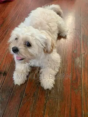 3-6 months Female Purebred Maltese