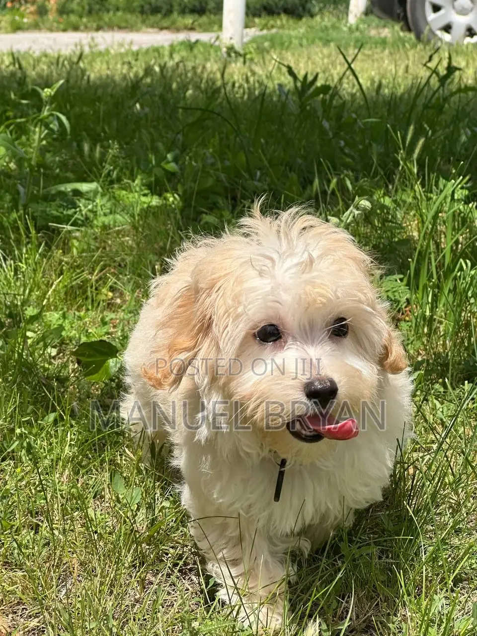 3-6 months Female Purebred Maltese