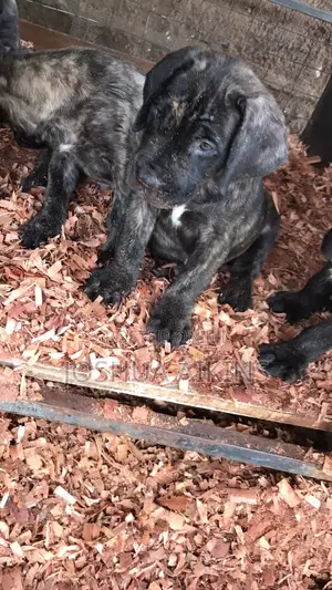 1-3 months Female Purebred Boerboel