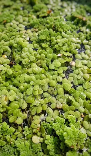 Fresh Azolla Mixed Duckweed Feed Only (Pigs, Ducks, Chicken, Fish Etc)