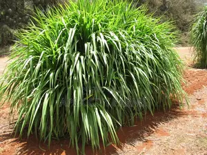Napier Grass for Goat, Sheep's, Catle, Rabit, Grasscuter Etc