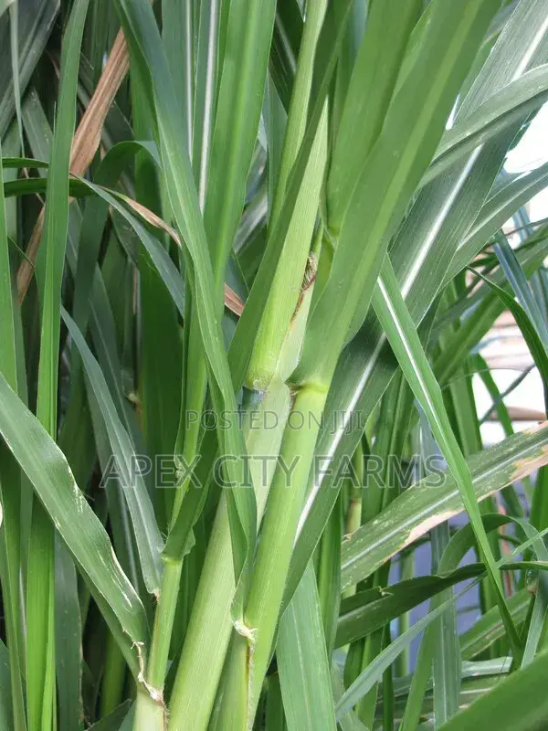Napier Grass for Goat, Sheep's, Catle, Rabit, Grasscuter Etc