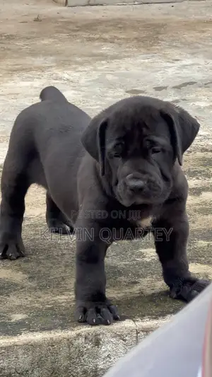 1-3 months Female Purebred Boerboel
