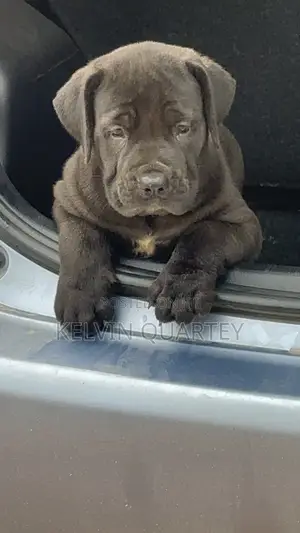 1-3 months Female Purebred Boerboel