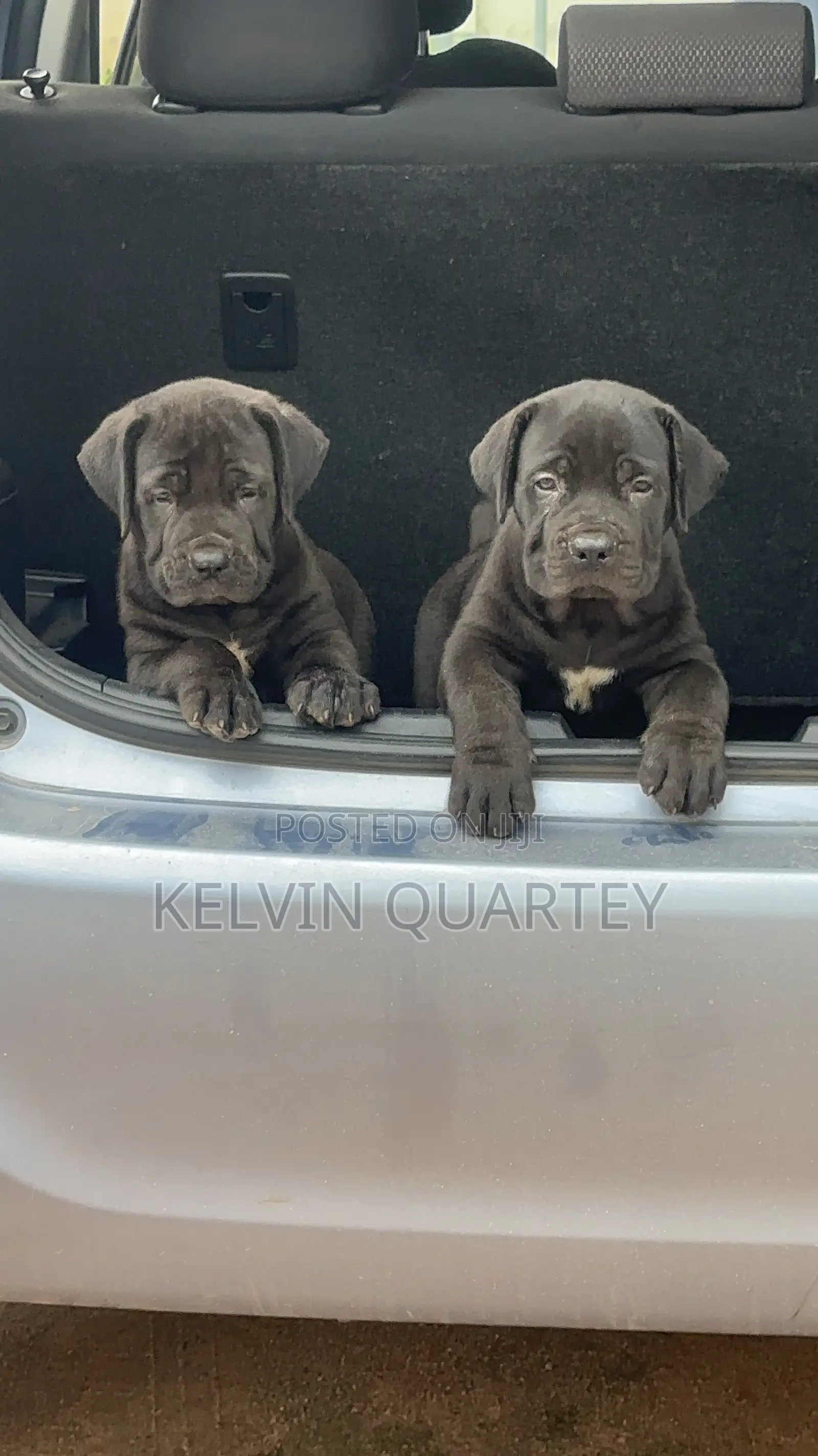 1-3 months Female Purebred Boerboel