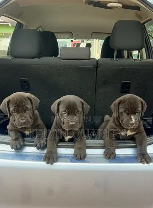 1-3 months Female Purebred Boerboel