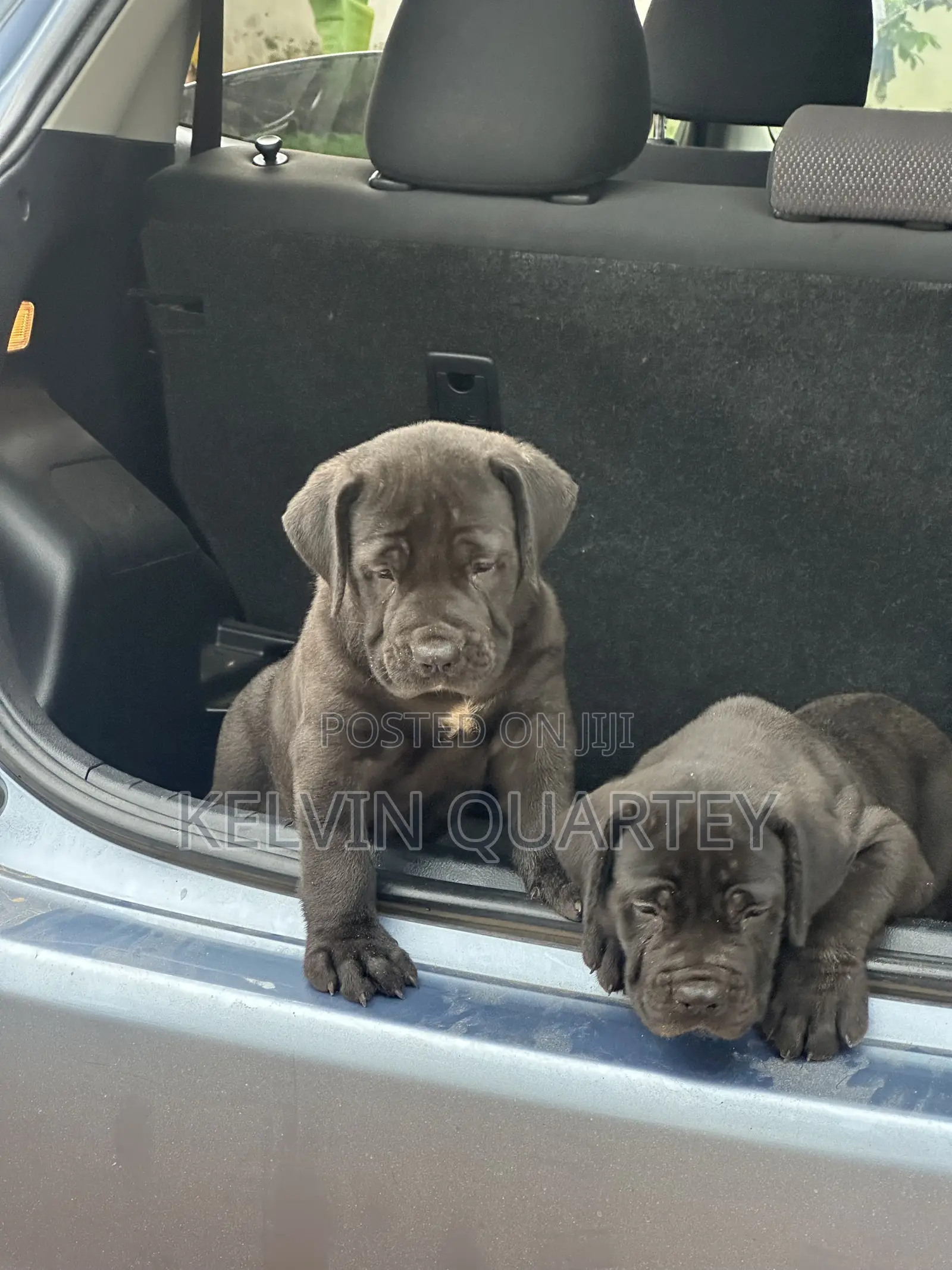 1-3 months Female Purebred Boerboel