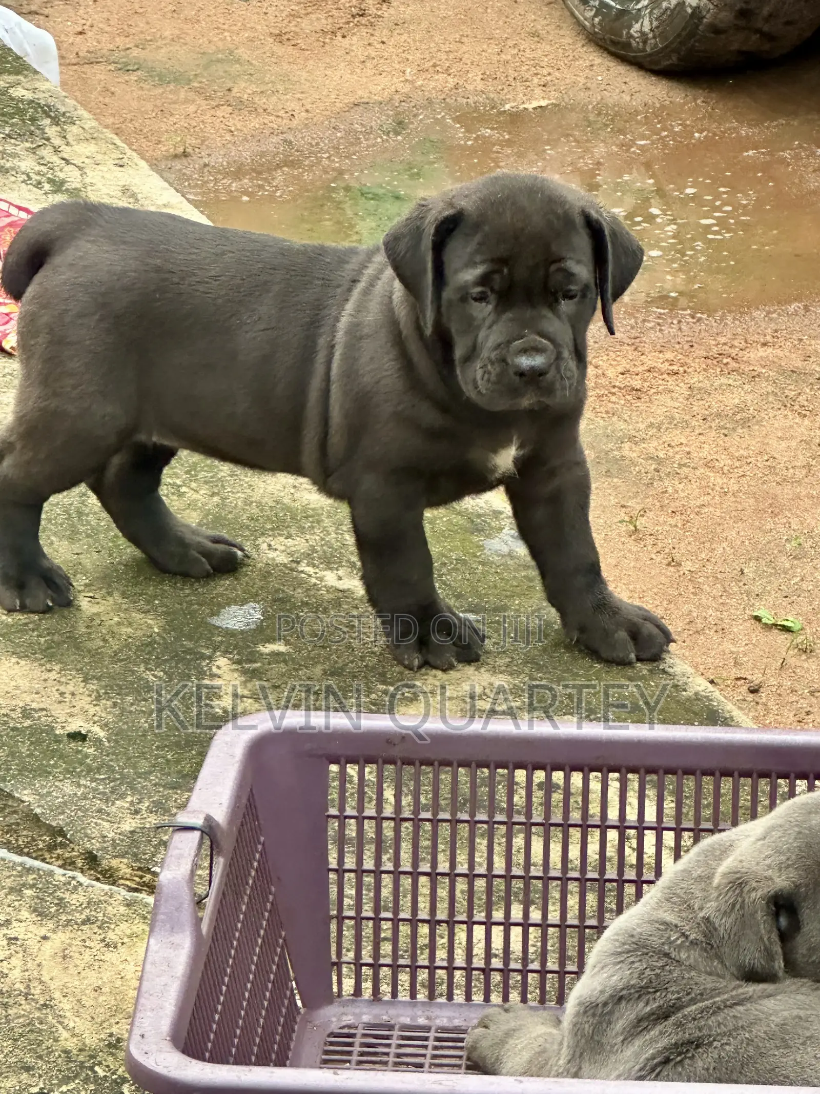 1-3 months Female Purebred Boerboel