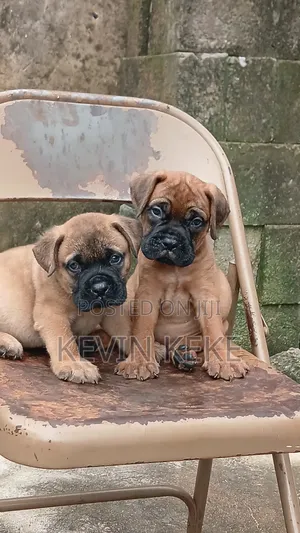 1-3 months Male Purebred Bullmastiff