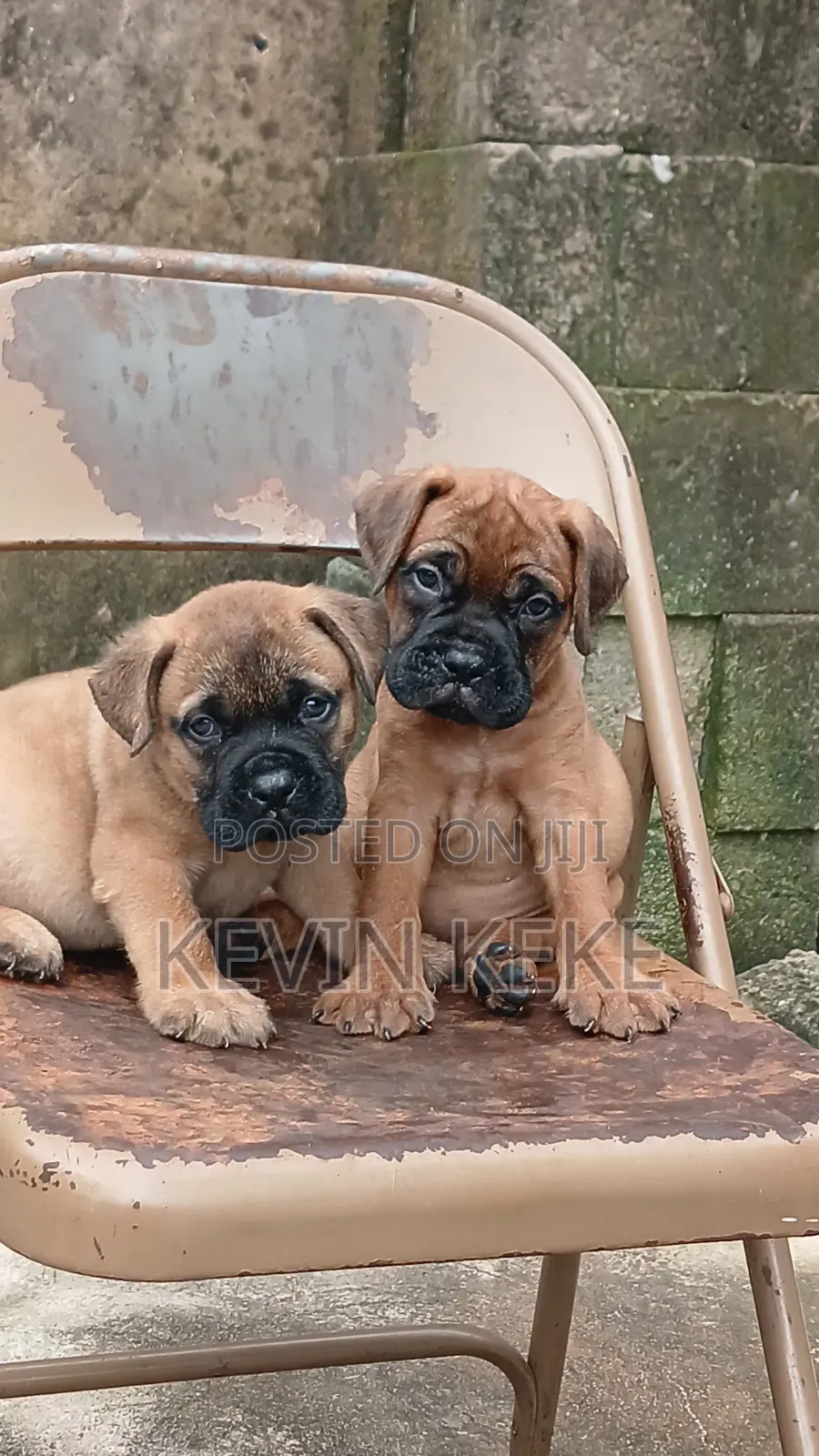 1-3 months Male Purebred Bullmastiff