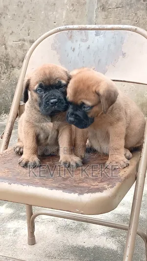 1-3 months Male Purebred Bullmastiff
