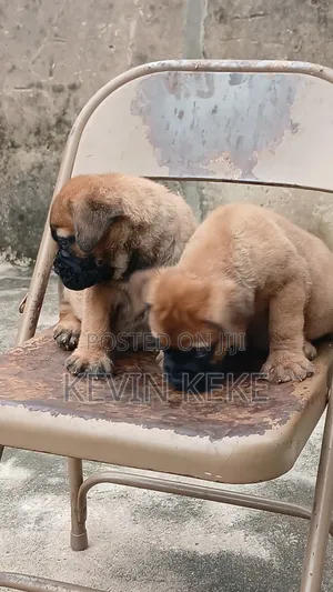 1-3 months Male Purebred Bullmastiff