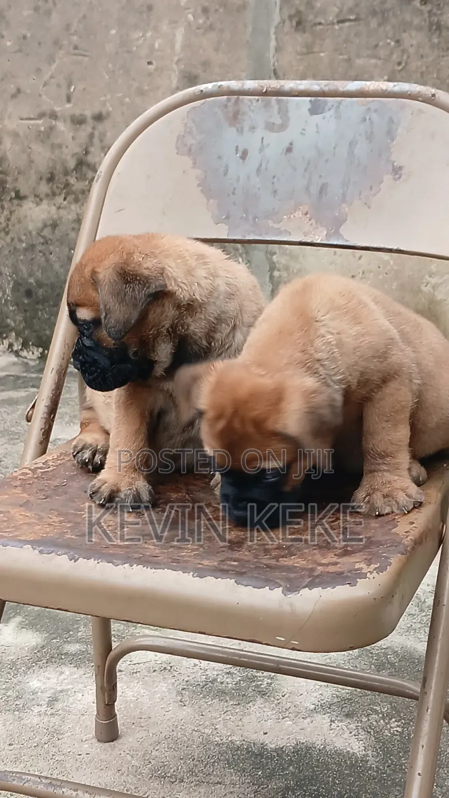 1-3 months Male Purebred Bullmastiff