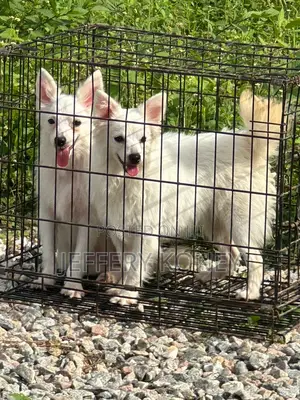 6-12 months Female Purebred American Eskimo