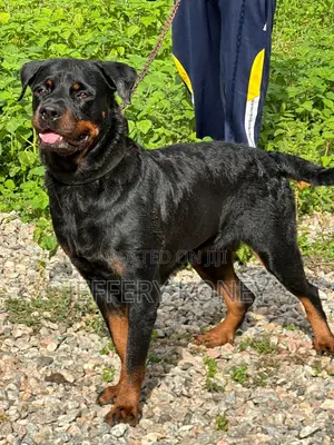 1+ year Female Purebred Rottweiler