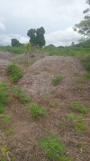 4 Plot of Land for Sale at Kasoa Adawukwa Akufu Krodua