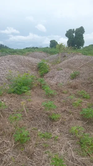 Estate 3 Plots of Land for Sale at Kasoa Adawukwa
