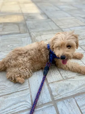 1+ year Female Purebred Maltese