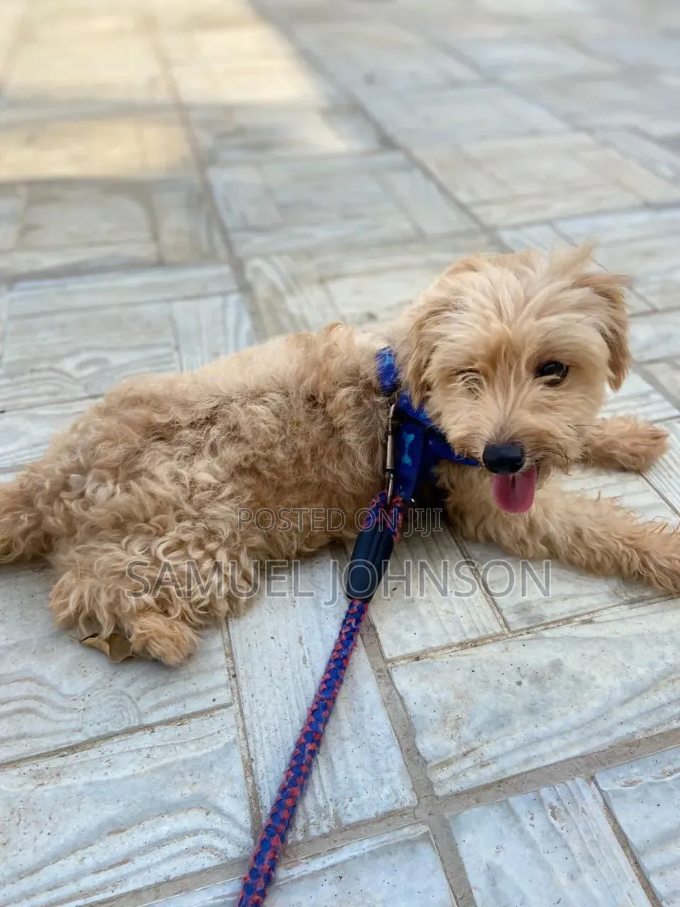 1+ year Female Purebred Maltese