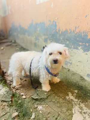 1+ year Female Purebred Maltese