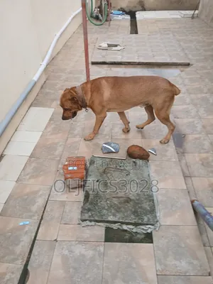1+ year Male Purebred Boerboel