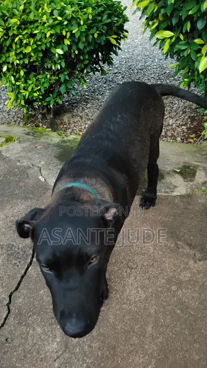 6-12 months Male Purebred Labrador Retriever
