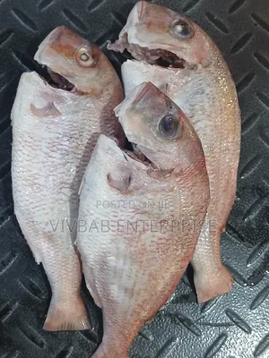Freshly Cleaned Red Fish