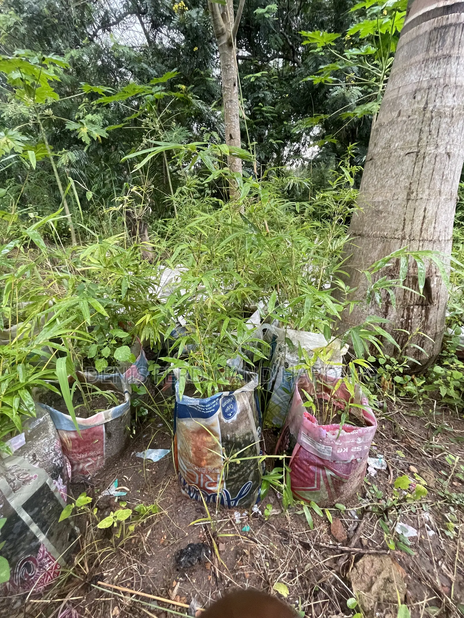 Bamboo for Sale