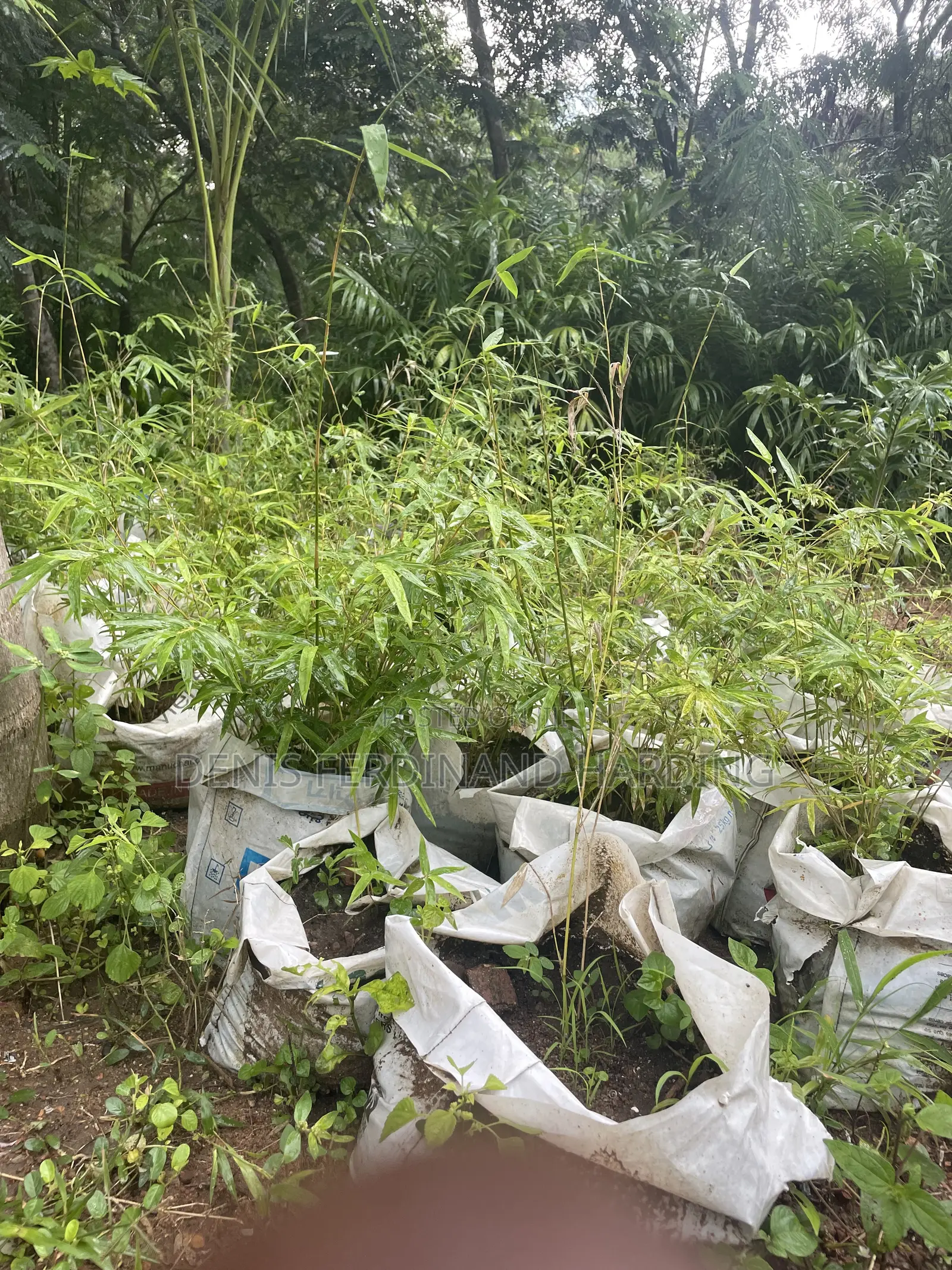 Bamboo for Sale