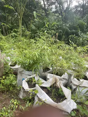 Bamboo for Sale