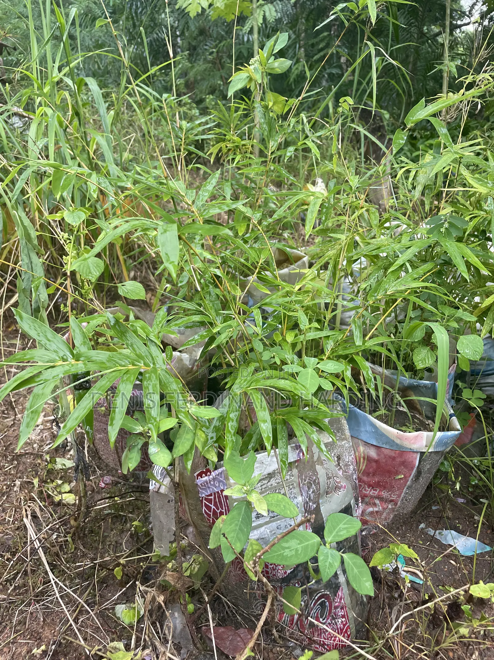 Bamboo for Sale