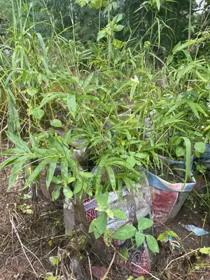 Bamboo for Sale